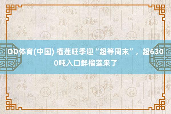 OD体育(中国) 榴莲旺季迎“超等周末”，超6300吨入口鲜榴莲来了